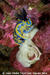 Hypselodoris cantabrica laying eggs.
Shot in Sesimbra, P... by Joao Pedro Tojal Loia Soares Silva 
